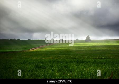 Grand pré vert éclairé par une tache de lumière du soleil lors d'une sombre journée de tempête à San Luis, Argentine. Banque D'Images