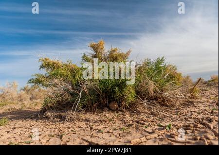 Gros plan d'un saxaul dans la steppe ou le semi-désert du Gobi, Mongolie, Asie centrale Banque D'Images