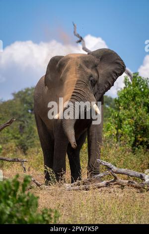 L'éléphant d'Afrique se dresse sur la terre en rondins Banque D'Images