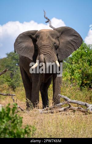 L'éléphant d'Afrique se dresse au-dessus de la poussière de bûche Banque D'Images