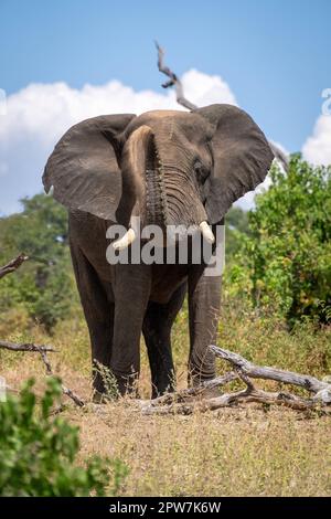 L'éléphant d'Afrique se dresse au-dessus de la poussière de bûche Banque D'Images