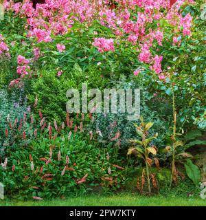 Jardin coloré surcultivé avec diverses plantes. Jardin verdoyant avec arbustes fleuris et fleurs lumineuses. Différentes herbes et fleurs sauvages qui poussent dans Banque D'Images