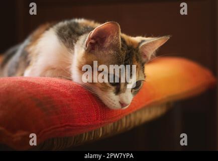 Magnifique chaton regardant vers le bas avec une expression de curiosité. Studio, gros plan. Banque D'Images