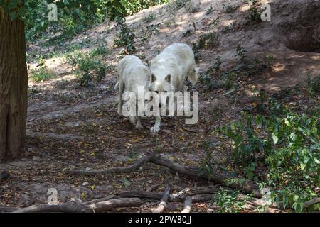 Paire de loups blancs (Canis lupus arctos) Balade en forêt ensemble. Banque D'Images