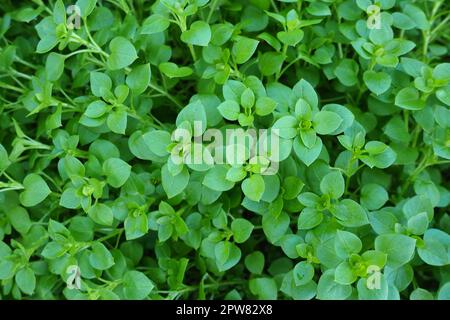 Stellaria Media, Chickweed. La mauvaise herbe est une herbe ajoutée aux salades et autres aliments. Nourriture préférée pour les poulets. Fond vert naturel. annuel et par Banque D'Images