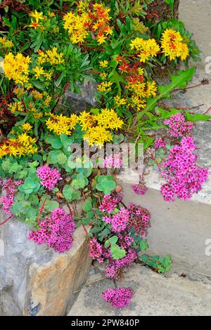 Floraison rose de Sedum ewersii et floraison jaune d'orange de Sedum midendorfianum - Middendorf Stonecrop - Stonecrop, une couverture succulente Banque D'Images