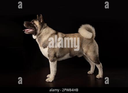 Jeune chien américain Akita debout sur le côté en pleine croissance Banque D'Images