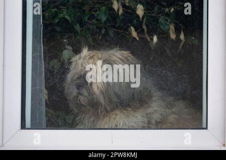 Chien seul à la fourrure regardant par la fenêtre d'accueil, attendant patiemment pour son propriétaire, branche d'arbre reflétée dans le verre sale. Banque D'Images