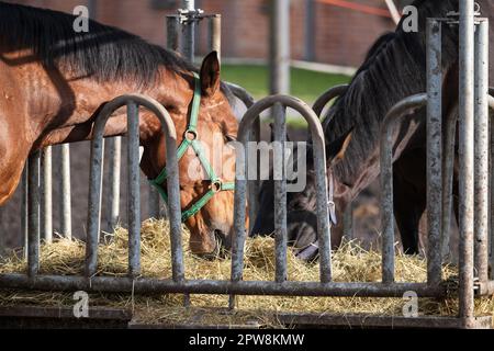 Chevaux stables paître sur la pile de foin provenant du convoyeur dans le enclos. Banque D'Images