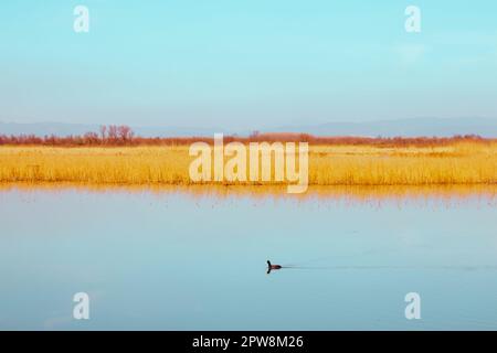 Un canard solitaire nageant dans un lac bleu ciel avec espace de copie minimaliste.automne colours Banque D'Images