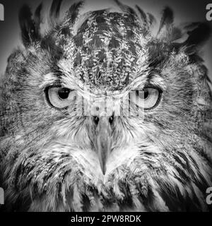 Pays-Bas, Loosdrecht, Eagle-Owl (Bubo bubo). Portrait. Conditions contrôlées. Noir et blanc, Banque D'Images