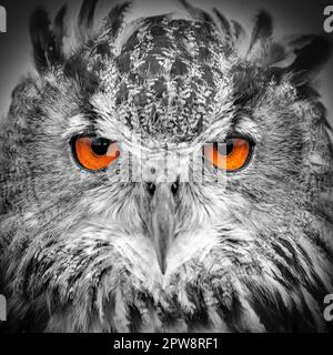 Pays-Bas, Loosdrecht, Eagle-Owl (Bubo bubo). Portrait. Conditions contrôlées. Noir et blanc, modifié numériquement. Banque D'Images