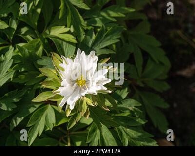 Une seule fleur de l'anémone en bois semi-double Anemone nemorosa 'Yerda Rasmusen'. Banque D'Images