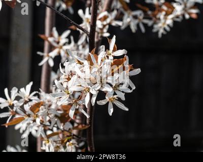 Une branche d'Amelanchier laevis R.J. Hilton couvert de délicates fleurs étoiles blanches Banque D'Images