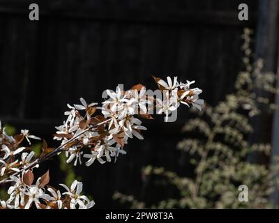 Une branche d'Amelanchier laevis R.J. Hilton couvert de délicates fleurs étoiles blanches Banque D'Images