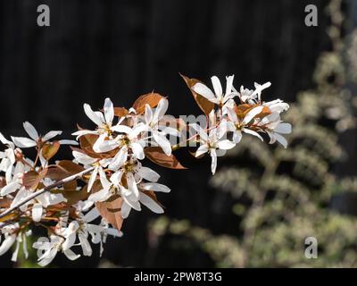 Une branche d'Amelanchier laevis R.J. Hilton couvert de délicates fleurs étoiles blanches Banque D'Images