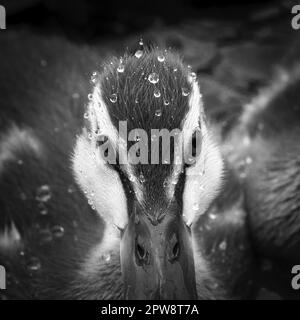 Pays-Bas, 's-Graveland, jeune canard dans l'étang. Portrait. Noir et blanc. Banque D'Images