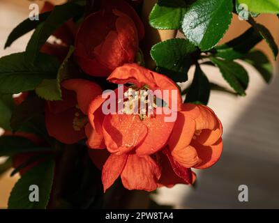 Gros plan sur les fleurs rouges brillantes du coing à fleurs Chaenomeles « Crimson & Gold » Banque D'Images