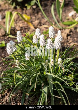 Un petit bout de Muscari fleuri presque blanc 'tigre ibérique Banque D'Images