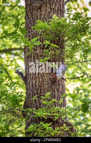 Pays-Bas, 's-Graveland, Grand pic tacheté, (Dendrocopos Major). Mâle et femelle près de nid avec jeune dans un chêne. Banque D'Images