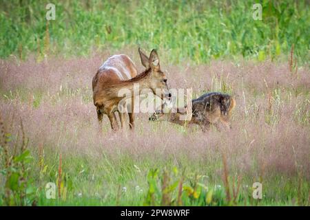 Pays-Bas, Õs-Graveland, Rural Estate Hilverbeek. Cerf de Virginie. Doe, femme et bambi, jeune. Banque D'Images