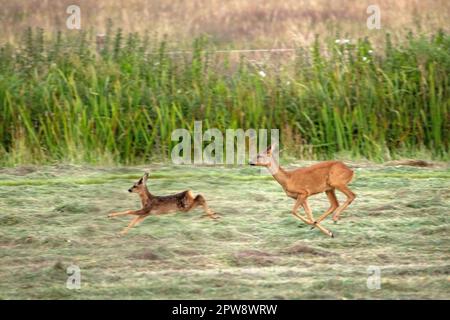 Pays-Bas, Õs-Graveland, Rural Estate Hilverbeek. Cerf de Virginie. Doe, femme et bambi, jeune. Banque D'Images