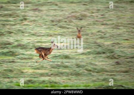 Pays-Bas, Õs-Graveland, Rural Estate Hilverbeek. Cerf de Virginie. Bambi, jeune. En cours d'exécution. Lièvre. Banque D'Images