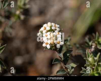 Un gros plan des petites fleurs blanches de Pimelea barbata Banque D'Images