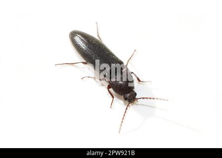 Mélanotus cliquez sur le coléoptère isolé sur fond blanc Banque D'Images