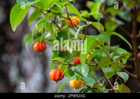 Fruits pitanga mûrs (Eugenia uniflora), sur l'arbre et sur fond flou Banque D'Images