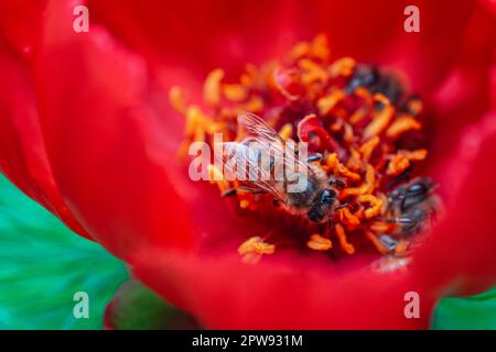 Les abeilles rassemblent du pollen sur la fleur de pivoine rouge Banque D'Images
