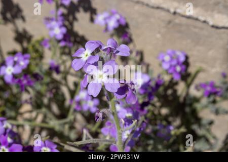 Fleurs violettes vives du Matthiola, avec un parfum très intense, spécialement la nuit. Croissance sauvage dans la nature. Marsala, Sicile, Italie. Banque D'Images