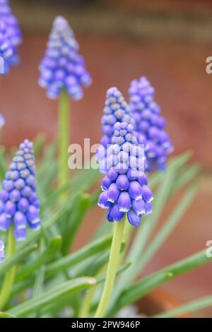 Fleurs de printemps bleues de jacinthe de raisin Muscari armeniacum dans le jardin du Royaume-Uni avril Banque D'Images