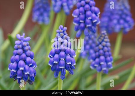 Fleurs de printemps bleues de jacinthe de raisin Muscari armeniacum dans le jardin du Royaume-Uni avril Banque D'Images