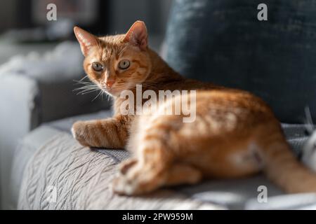 chat tabby brun avec yeux verts de près Banque D'Images
