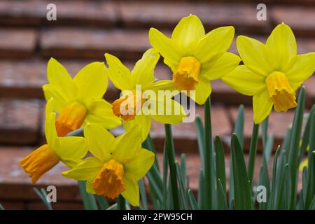 Fleurs gaies, jaune vif et orange de daffodil nain, narcissi Jetfire dans le jardin britannique avril Banque D'Images