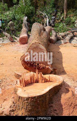 Auroville, Inde - 18th mars 2023 : destruction de grands arbres anciens pour construire une immense route au milieu de la forêt. Banque D'Images