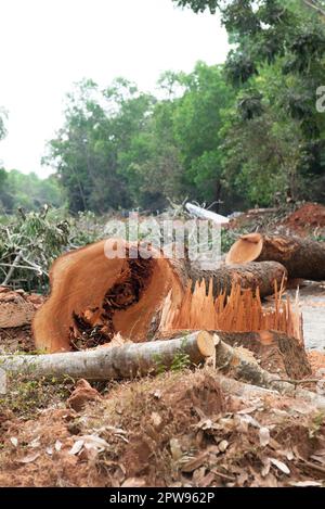 Auroville, Inde - 18th mars 2023 : destruction de grands arbres anciens pour construire une immense route au milieu de la forêt. Banque D'Images