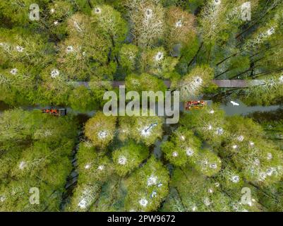 TAIZHOU, CHINE - 29 AVRIL 2023 - les touristes aériens montent un radeau de bambou pour jouer dans la forêt aquatique de Lizhong du parc national des zones humides de Xiahe à Taizhou, Banque D'Images