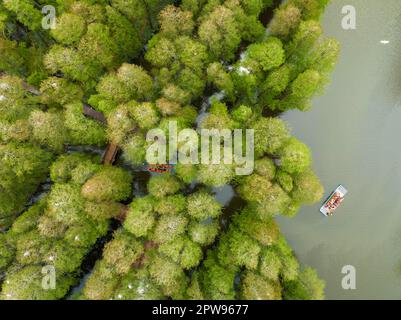 TAIZHOU, CHINE - 29 AVRIL 2023 - les touristes aériens montent un radeau de bambou pour jouer dans la forêt aquatique de Lizhong du parc national des zones humides de Xiahe à Taizhou, Banque D'Images