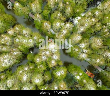 TAIZHOU, CHINE - 29 AVRIL 2023 - les touristes aériens montent un radeau de bambou pour jouer dans la forêt aquatique de Lizhong du parc national des zones humides de Xiahe à Taizhou, Banque D'Images