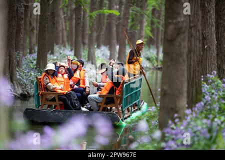TAIZHOU, CHINE - 29 AVRIL 2023 - les touristes montent sur un radeau de bambou pour jouer dans la forêt aquatique de Lizhong du parc national des zones humides de Xiahe à Taizhou, Jiangsu Banque D'Images