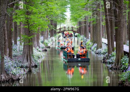 TAIZHOU, CHINE - 29 AVRIL 2023 - les touristes montent sur un radeau de bambou pour jouer dans la forêt aquatique de Lizhong du parc national des zones humides de Xiahe à Taizhou, Jiangsu Banque D'Images
