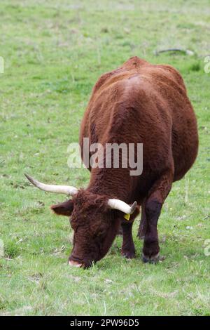 Race rare, RUBY DEVON ROUGE au Kingston Lacy Estate, Dorset, Royaume-Uni, en avril Banque D'Images