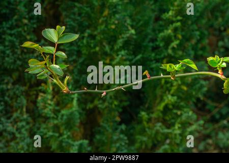 Jeunes feuilles sur une branche de rose sauvage. Rosier... dans le jardin de printemps. Vert dans une image horizontale. Détente en plein air. Banque D'Images