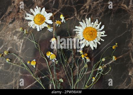 Belles fleurs séchées sur une table en marbre, vue sur le dessus Banque D'Images