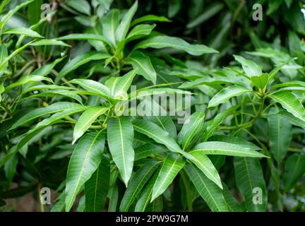 Mangue verte (Mangifera indica) jeunes feuilles peu profondes, fond naturel Banque D'Images