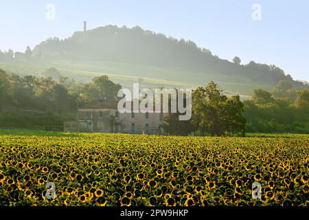 Paysage de tournesol dans la région du Chianti à Barberino Val d'Elsa, Toscane, Italie Banque D'Images