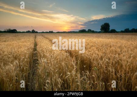 Pistes de roue dans le champ de céréales et le ciel de coucher de soleil, Noviny, Pologne Banque D'Images