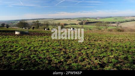 Bétail Galloway Belted sur une colline surplombant la vallée de Kennet dans le Wiltshire. Banque D'Images